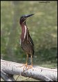 _6SB2209 green heron